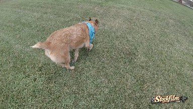 Dog Running Away From Camera Through Park. Denver, Colorado.
