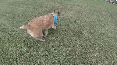 Dog Running Away From Camera Through Park. Denver, Colorado.