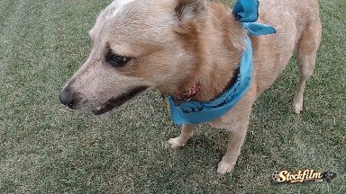 Dog Looks At Camera Then Looks Away. Denver, Colorado.