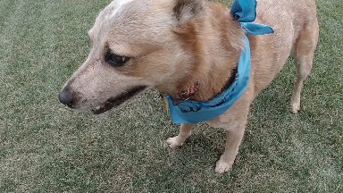 Dog Looks At Camera Then Looks Away. Denver, Colorado.