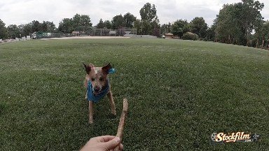 Dog Catching Stick In the Air. Denver, Colorado.