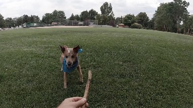 Dog Catching Stick In the Air. Denver, Colorado.