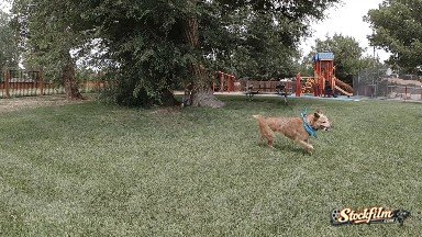 Dog Fetching Stick In The Park. Denver, Colorado.