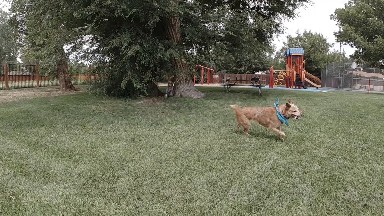 Dog Fetching Stick In The Park. Denver, Colorado.