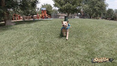 Dog Running After Stick and Returning With it in Mouth. Denver, Colorado