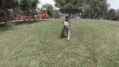 Dog Running After Stick and Returning With it in Mouth. Denver, Colorado
