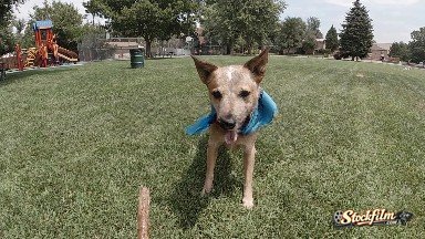 Dog Catching Stick in the Park. Denver, Colorado.