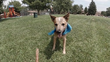 Dog Catching Stick in the Park. Denver, Colorado.