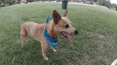Dog That Is Standing In The Grass With A Blue Bandanna
