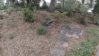 COLORADO, UNITED STATES-2019: At the Zoo - Beautiful Peacock Walking