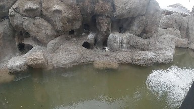 COLORADO, UNITED STATES-2019: At the Zoo - Penguin Cave