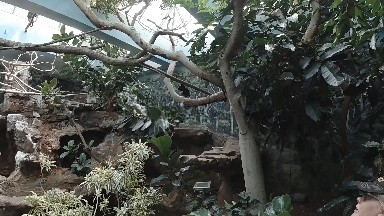 COLORADO, UNITED STATES-2019: At the Zoo - A Beautiful Tree inside the Butterfly Sanctuary
