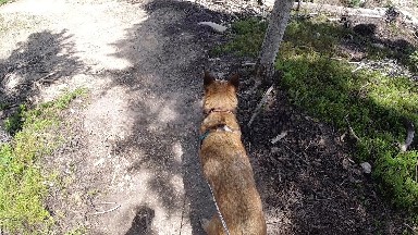 Dog That Is Walking Down A Trail In The Woods
