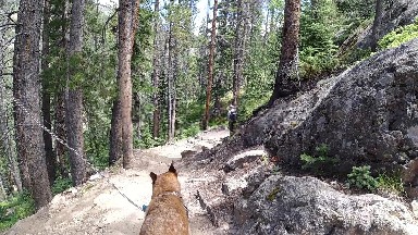 Dog That Is Walking On A Trail In The Woods