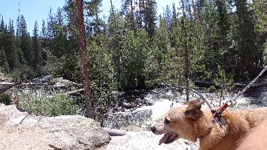 Dog That Is Standing On A Leash By A River