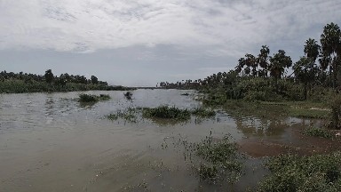 Body Of Water With Trees And Bushes In The Background
