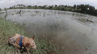 Dog That Is Standing In The Grass By The Water