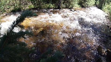 Stream Running Through A Forest With Lots Of Trees