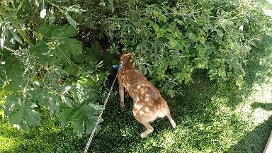Dog That Is Standing In The Grass With A Leash