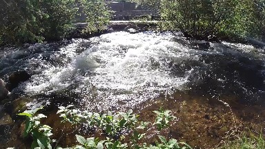 Stream Running Through A Forest Filled With Trees