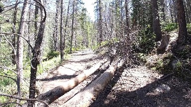 Fallen Tree On The Side Of A Dirt Road