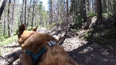Dog That Is Looking At A Fallen Tree