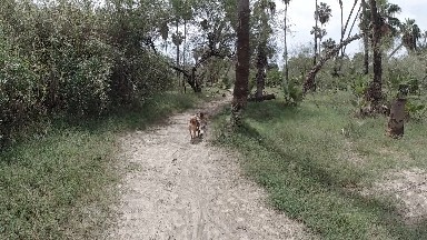 Cow Walking Down A Dirt Road In The Woods