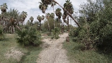 Palm Trees Line A Dirt Path In A Tropical Area