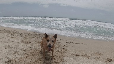 Dog That Is Standing On The Beach Near The Water