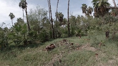 Large Pile Of Trees That Is In The Grass