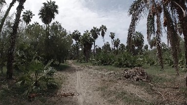 A View Of A Dirt Road Surrounded By Palm Trees And Bushes