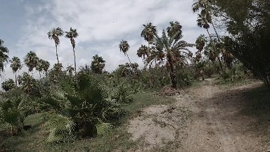 Palm Trees Line A Dirt Road In A Tropical Area