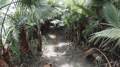 Dog That Is Walking Through The Jungle