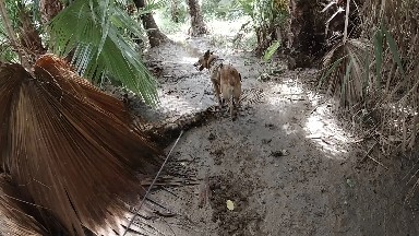 Goat That Is Walking Down A Dirt Path