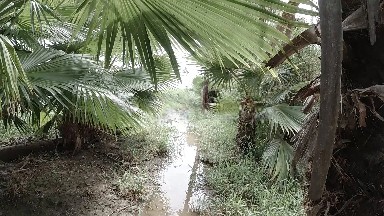 Small Stream Of Water Running Through A Jungle
