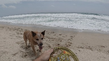 Dog That Is Standing On The Beach With A Frisbee