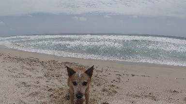 Dog That Is Sitting On The Sand By The Ocean