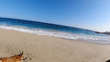 Dog Laying On The Beach Looking Out At The Ocean