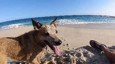 Dog That Is Standing On The Beach With His Tongue Out