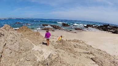 On A Beach With A Dog And A Person On A Surfboard