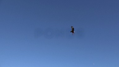 Beautiful Bird Flying High