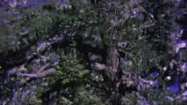 Aerial Tramway Palm Springs California USA (1964): Round Rock Old Ways