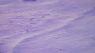 Honolulu Hawaii USA (1964): People Swimming Waves