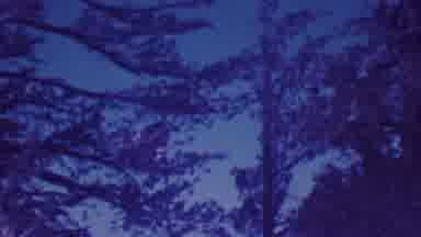 Palm Springs California USA (1964): Green Leafy Trees Against A Beautiful Blue Sky