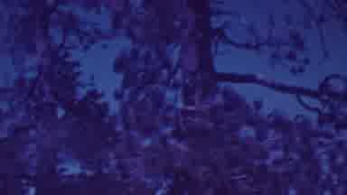 Palm Springs California USA (1964): Largest Tree In A Area