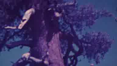 Palm Springs California USA (1964): Leaves On Tree Natural