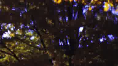 Wisconsin USA (1954): Tree From Head To Toe Then A Little Flash Of A Red Tree