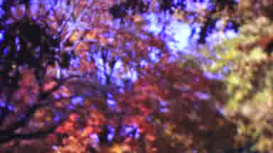 Wisconsin USA (1954): Trees And Multi-Colored Leaves
