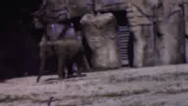 Wisconsin USA (1954): Giraffes And Elephants Nibbling On Foor In Their Enclosures