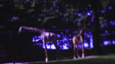 Wisconsin USA (1954): Two Giraffes Walking Outside Eating Food Enjoying Nature